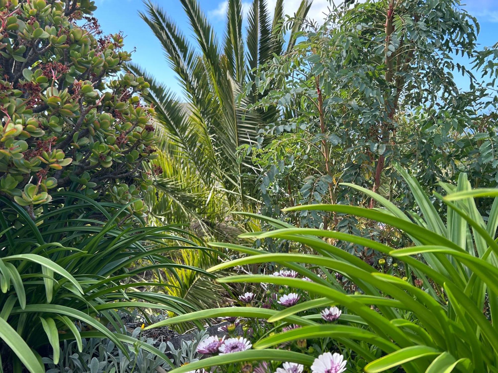 Casa Buenavida Villa Alajeró Eksteriør bilde